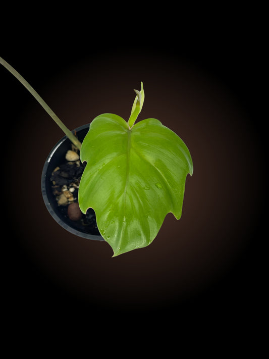 Philodendron Mayoi Tahiti