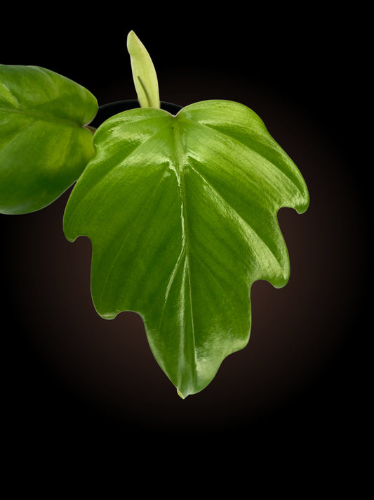 Philodendron Mayoi Tahiti