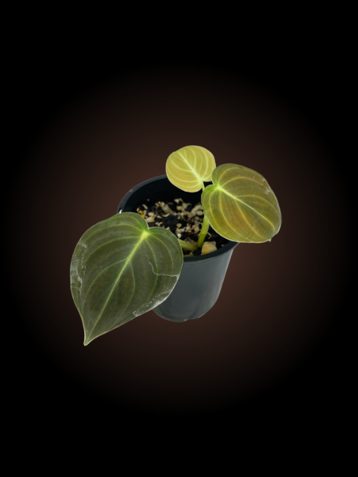 Philodendron Melanochrysum Reverted