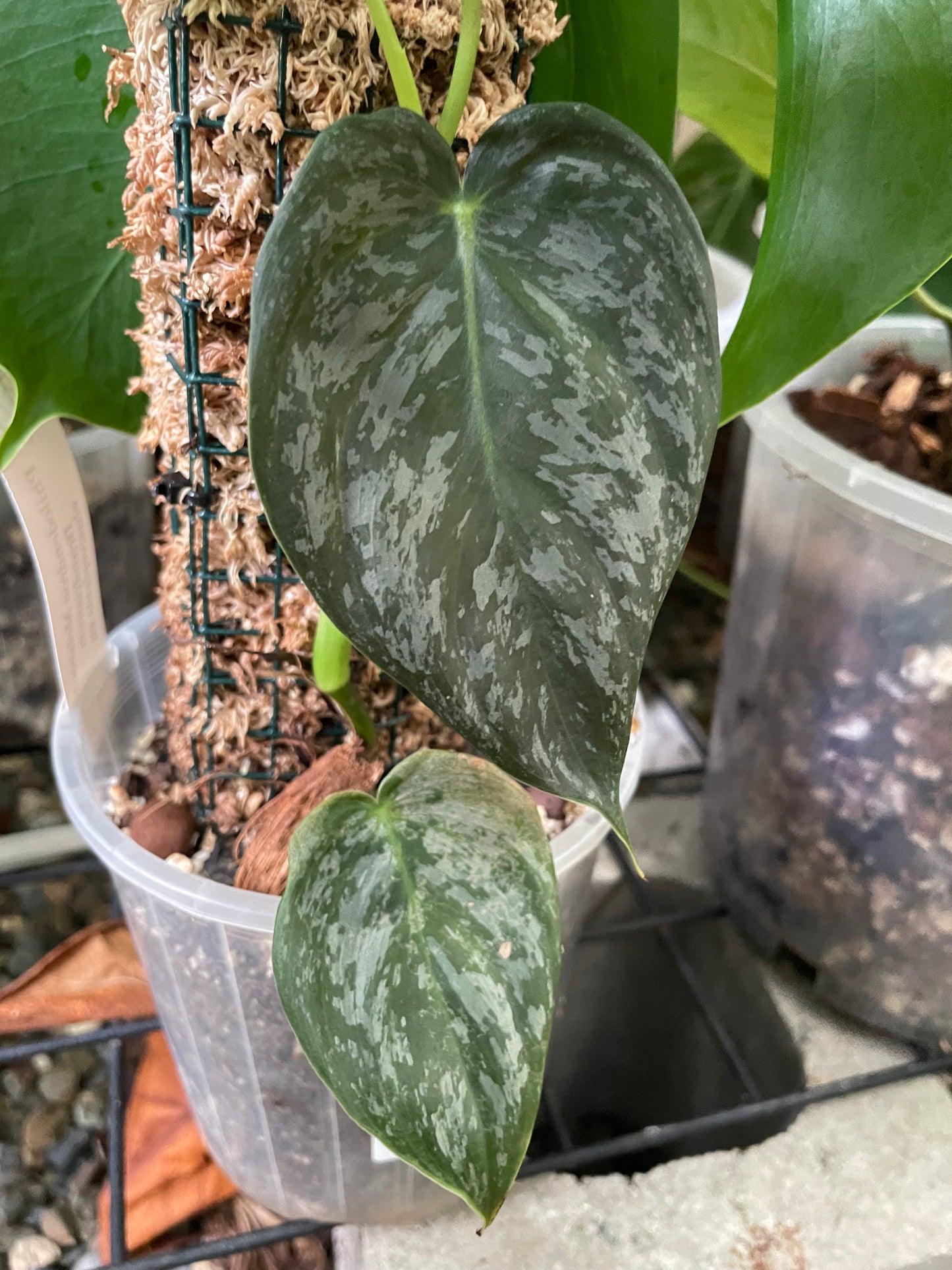 Philodendron Melanochrysum x Brandtianum