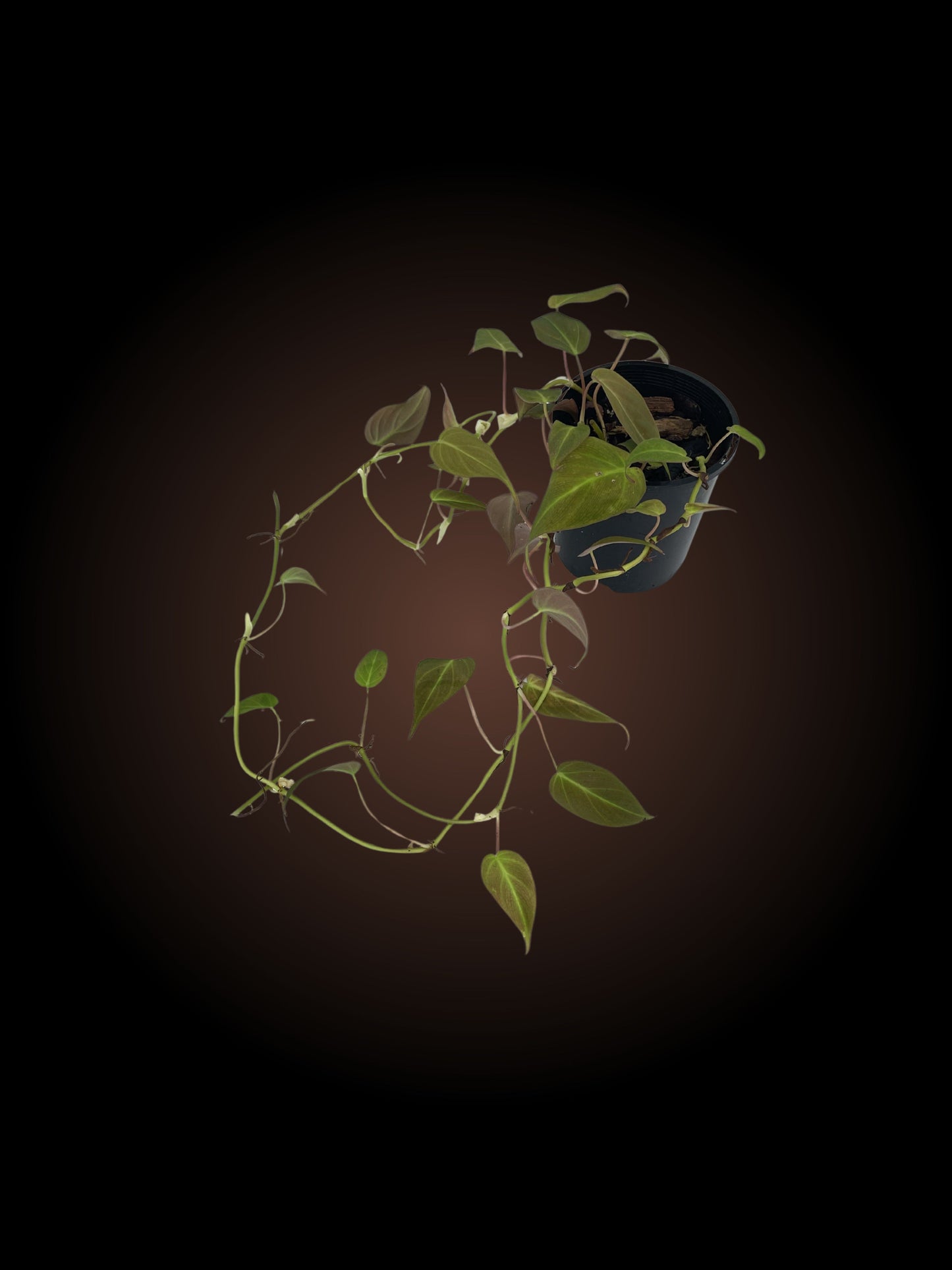 Philodendron Micans