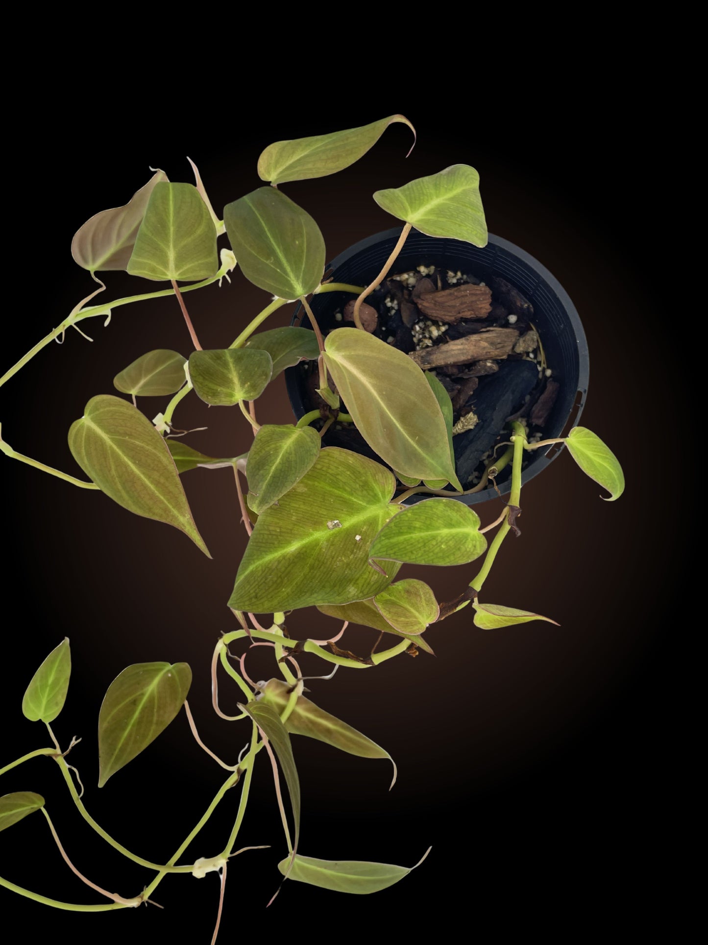 Philodendron Micans