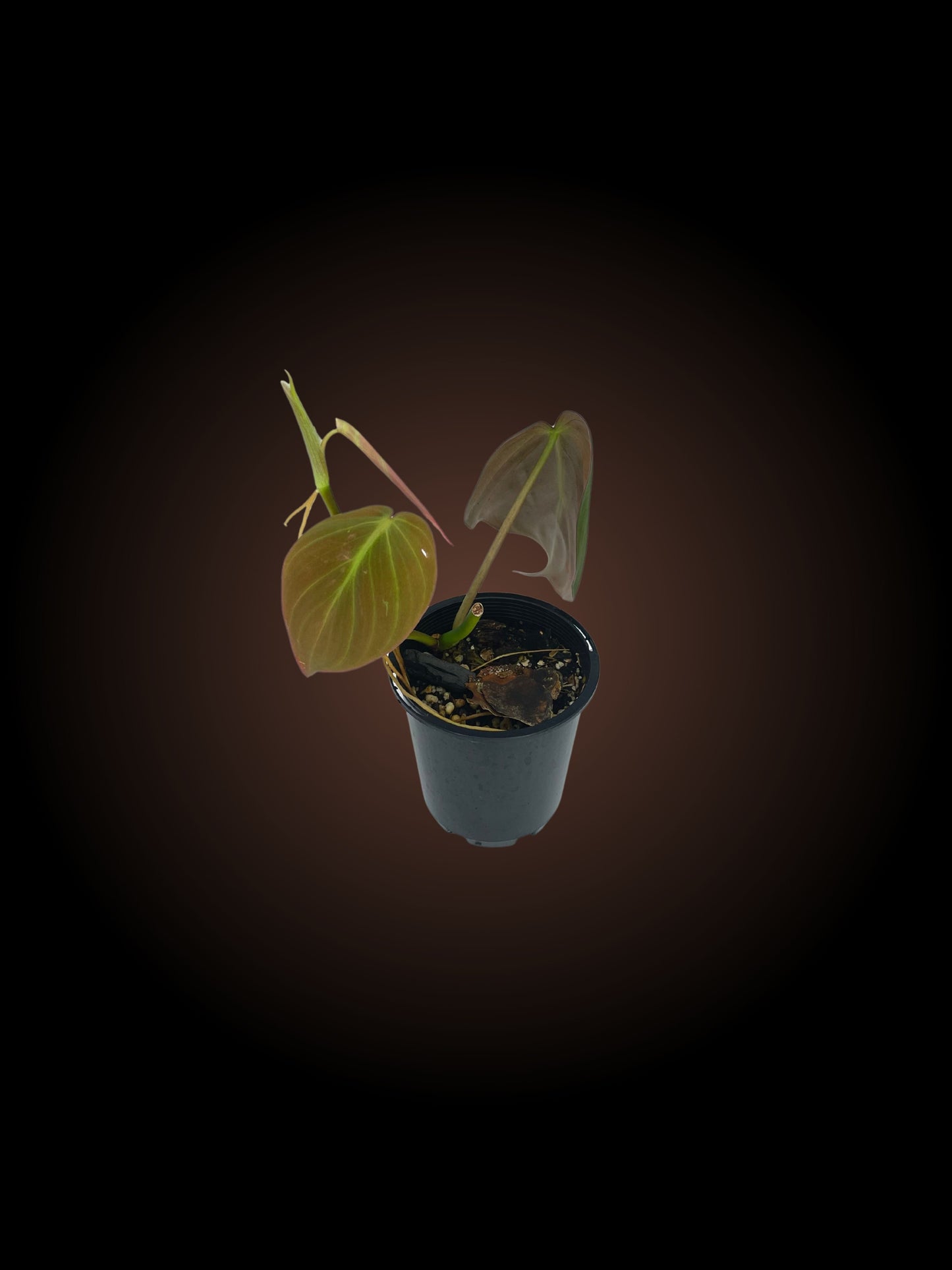 Philodendron Micans *Reverted*