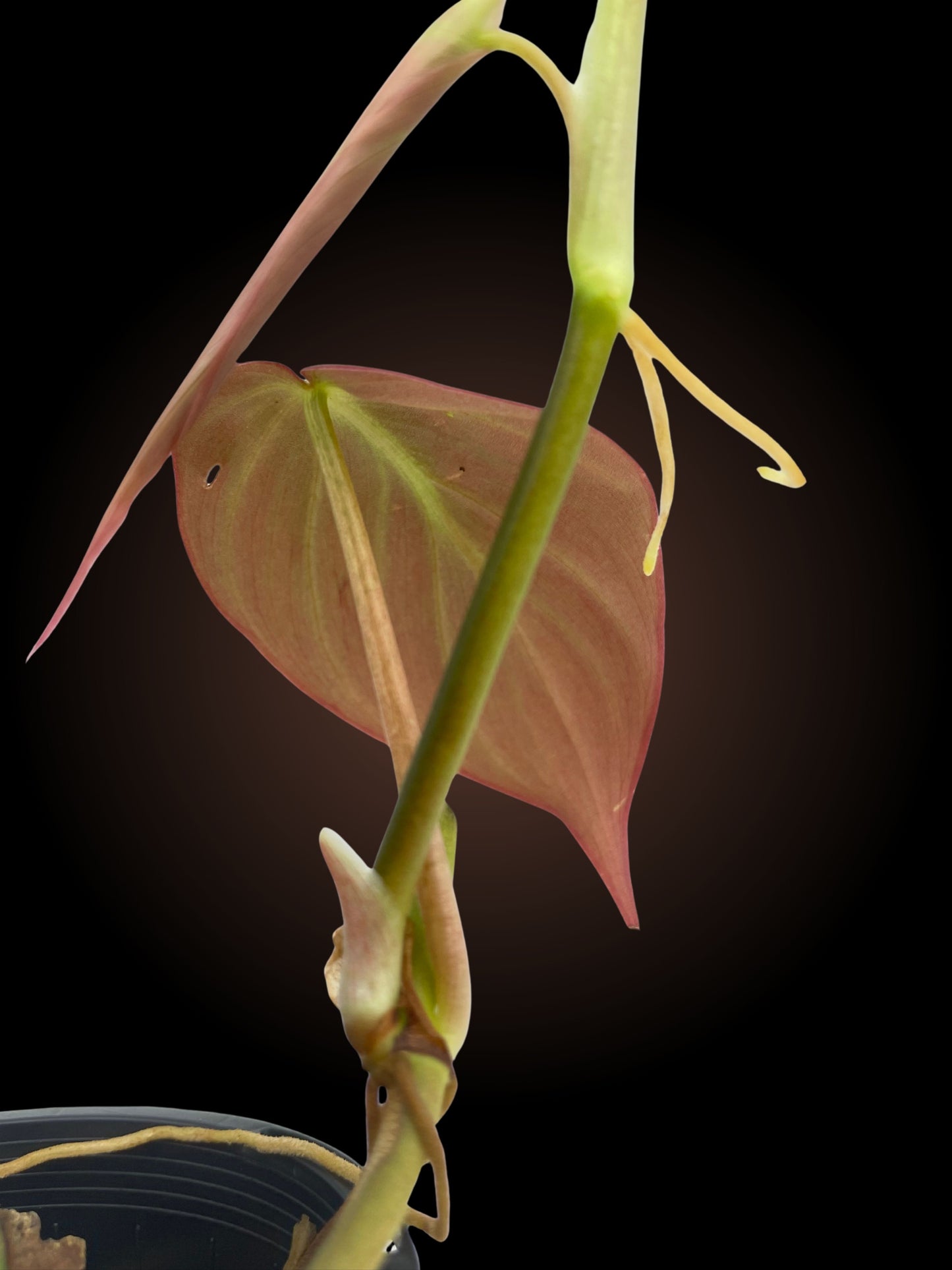 Philodendron Micans *Reverted*