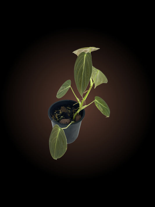 Philodendron Micans Variegated