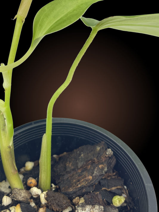 Philodendron Nangaritense 'Fuzzy Petiole'