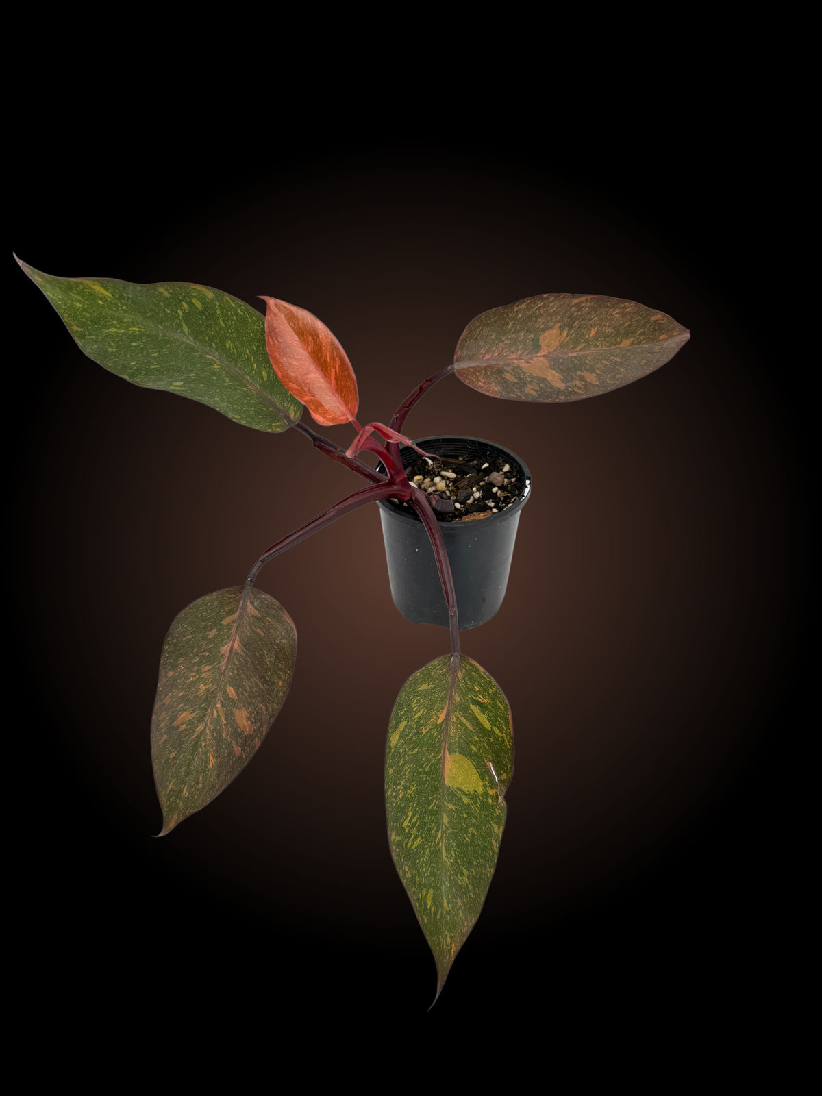 Philodendron Orange Princess