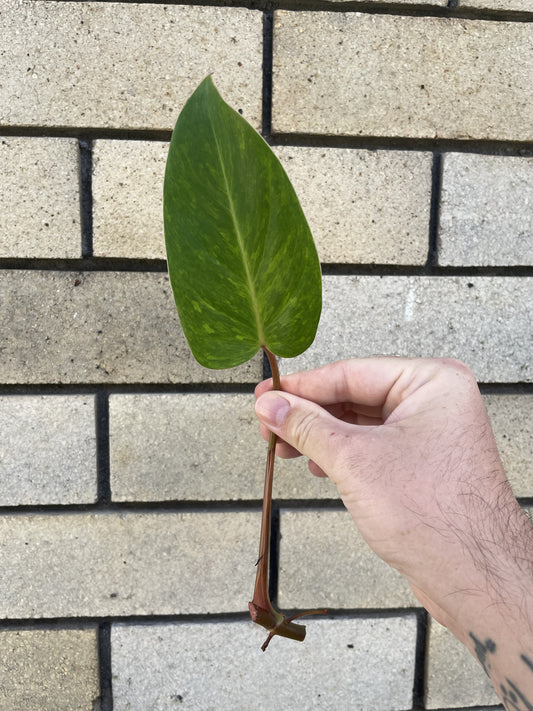 Philodendron Painted Lady cutting