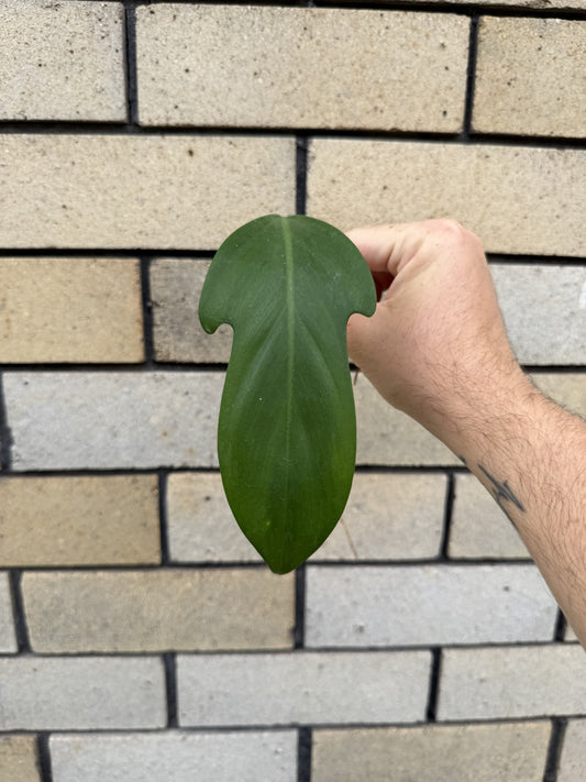 Philodendron Panduriforme cutting