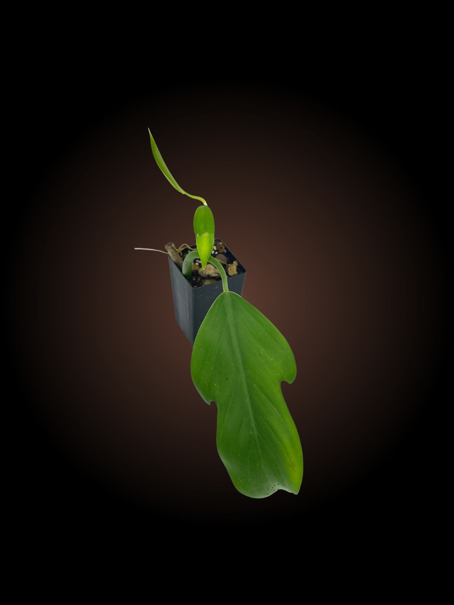 Philodendron Panduriforme