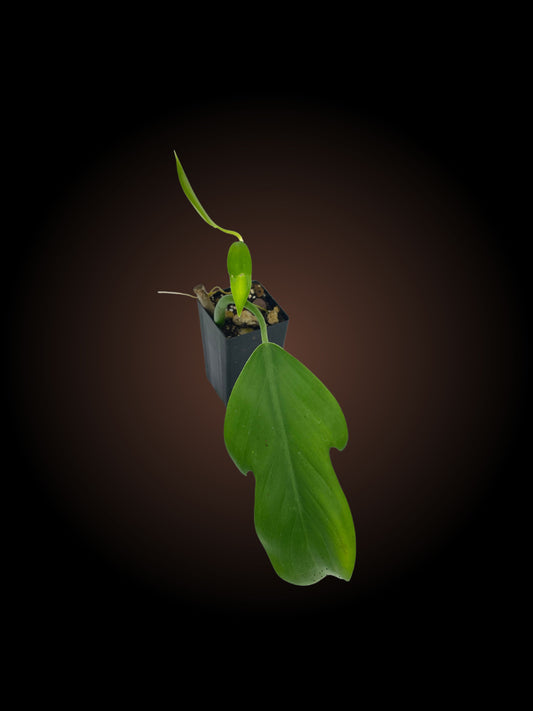 Philodendron Panduriforme