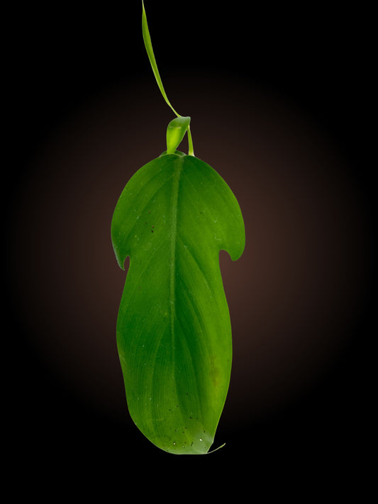 Philodendron Panduriforme