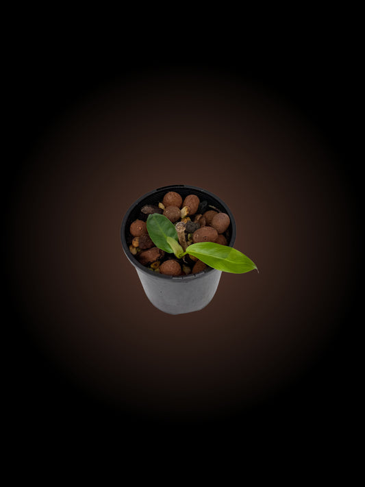 Weekly Auction - Philodendron Patriciae Non-TC