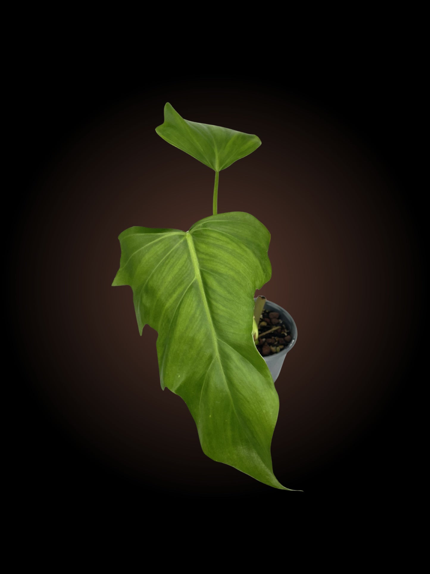 Philodendron Radiatum