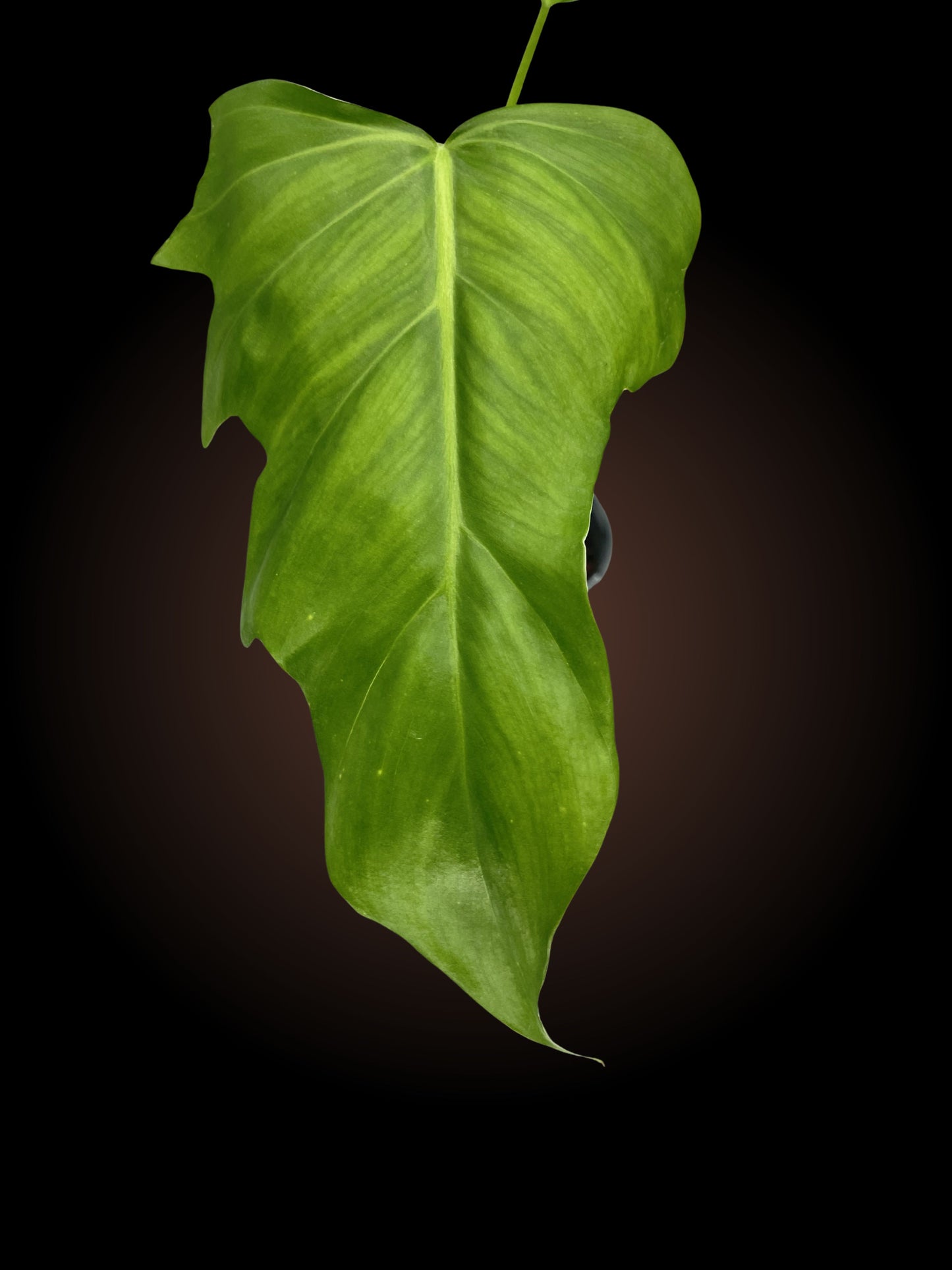 Philodendron Radiatum