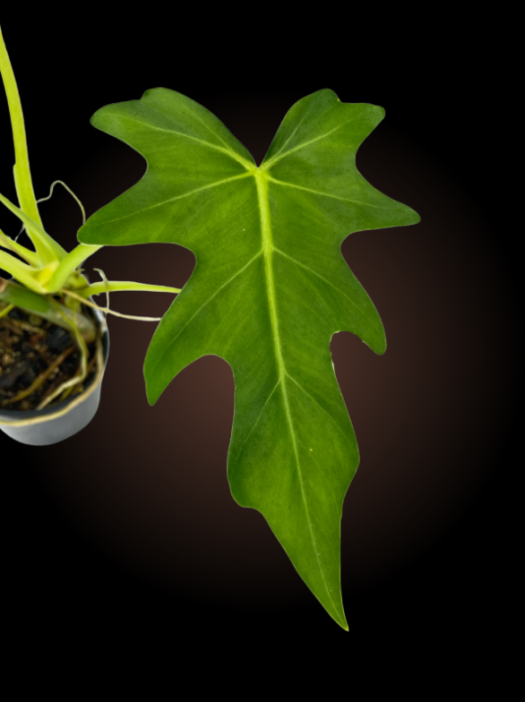 Philodendron Radiatum
