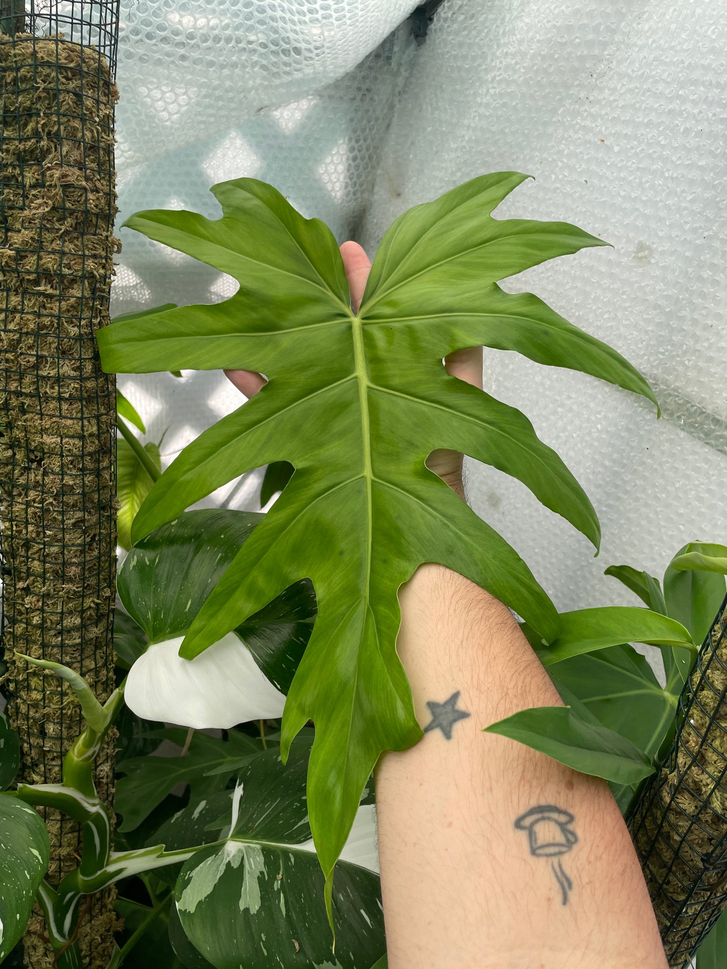 Philodendron Radiatum