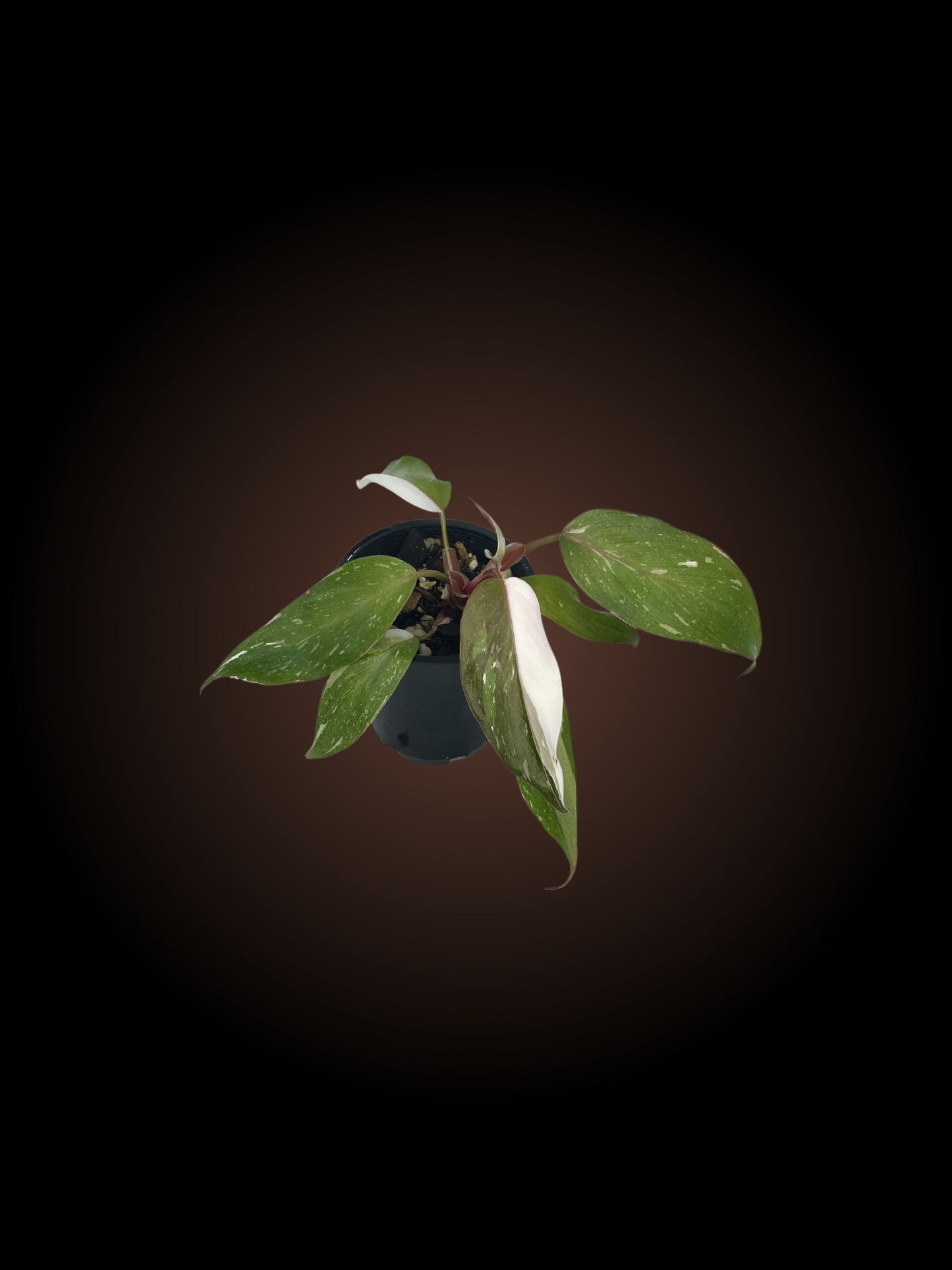 Philodendron Red Anderson