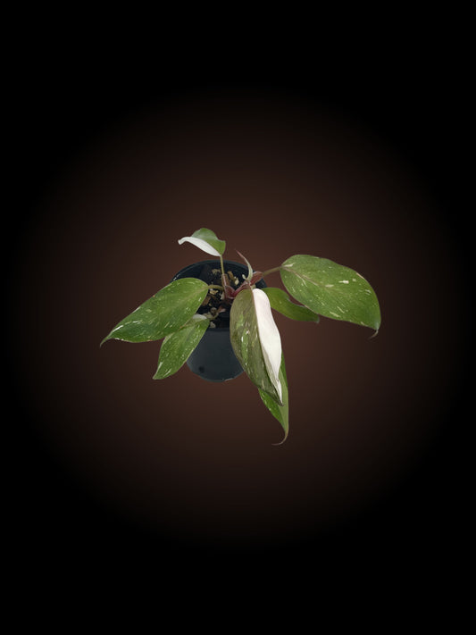 *** UGLY PLANT DISCOUNT*** Philodendron Red Anderson