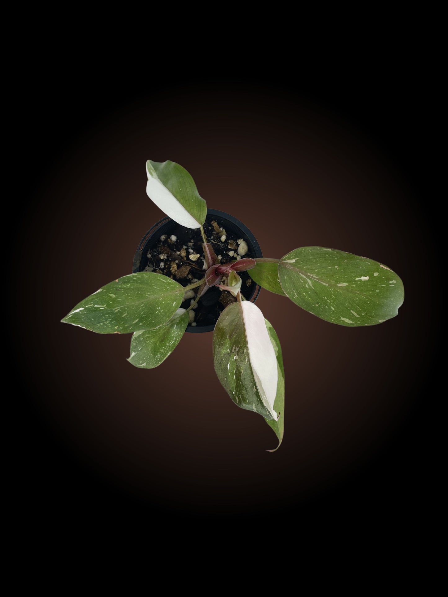 Philodendron Red Anderson