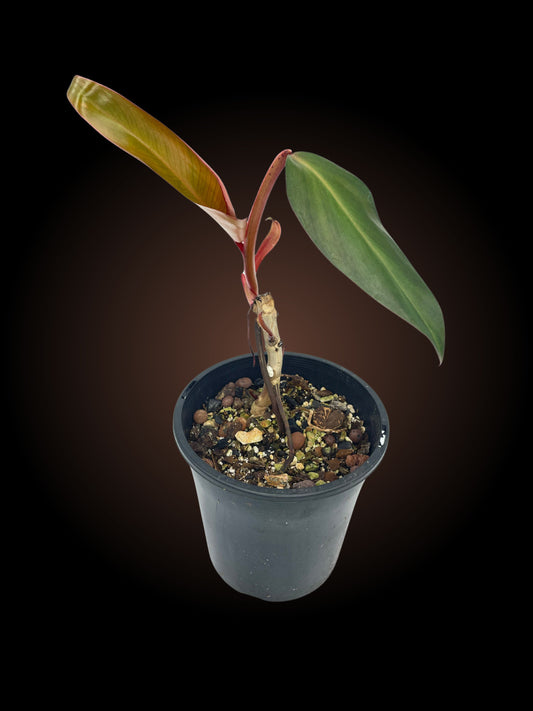 Non-TC Philodendron Red Emerald