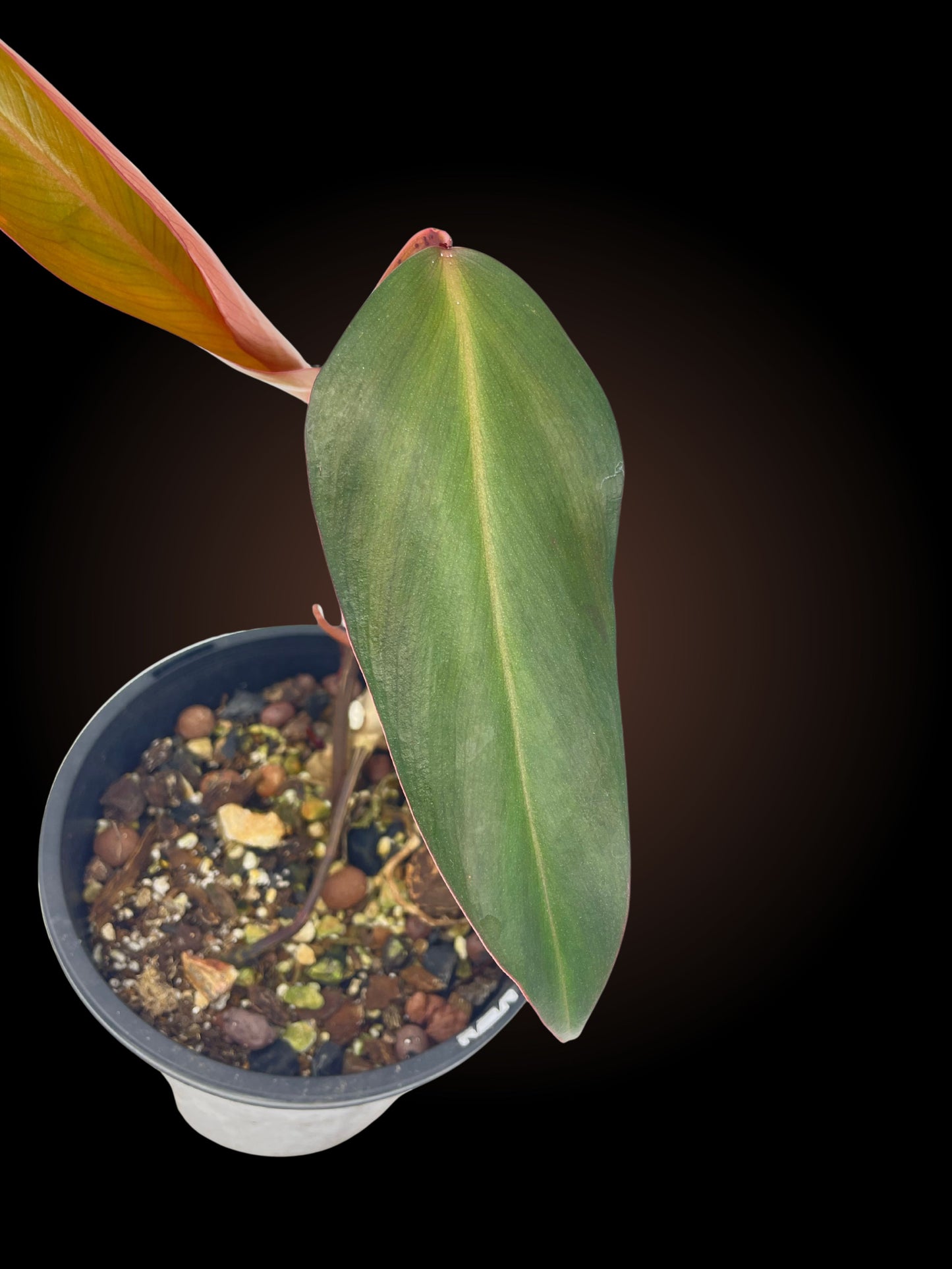 Non-TC Philodendron Red Emerald