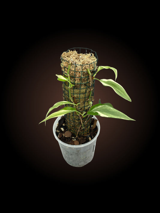 Philodendron Rio on mini moss pole