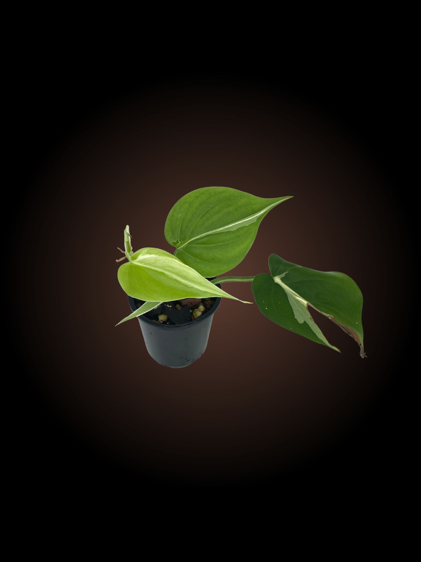 Philodendron Rio Non-TC