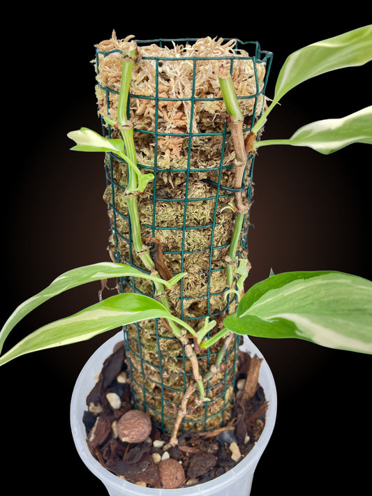Philodendron Rio on mini moss pole
