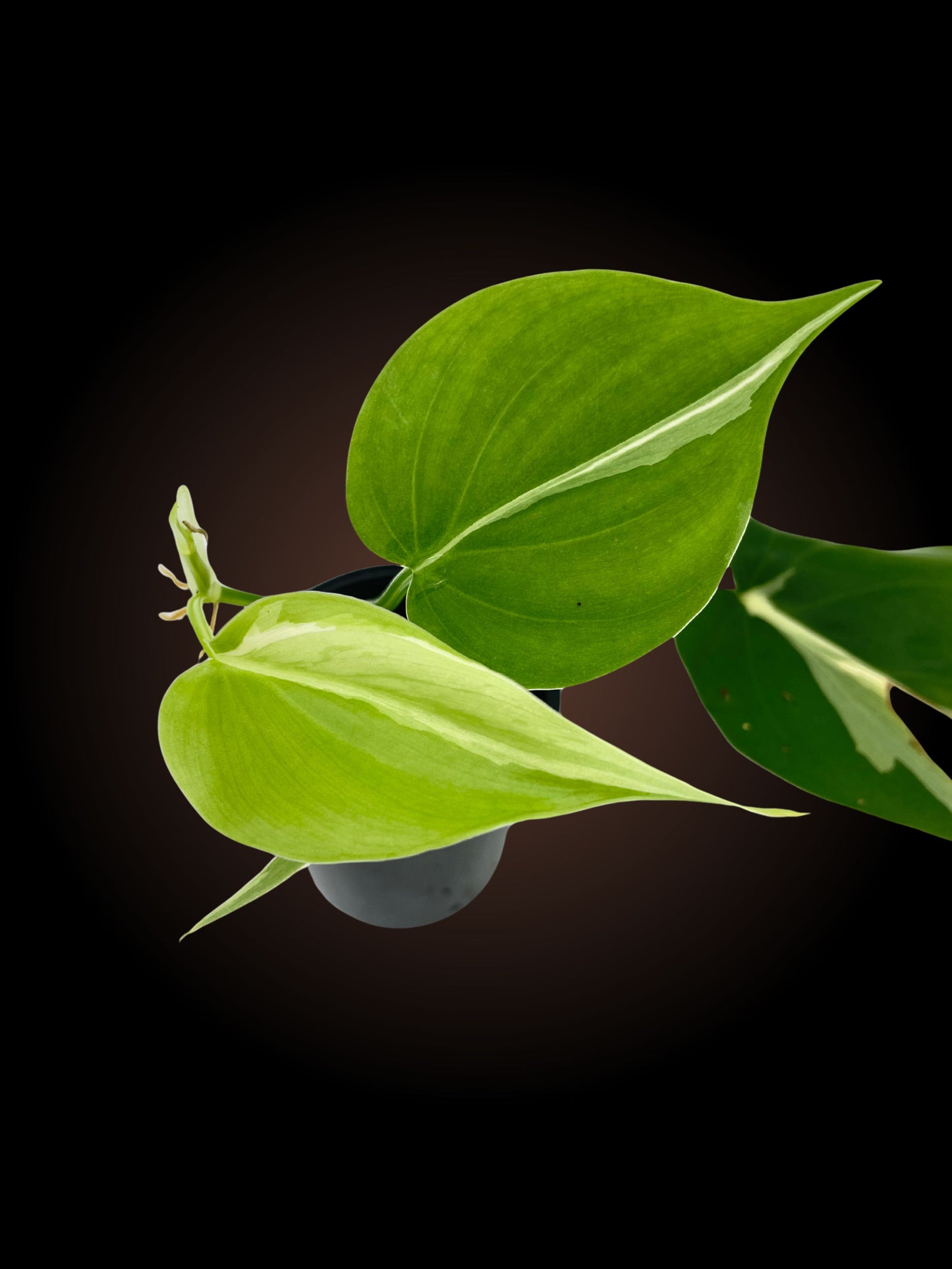 Philodendron Rio Non-TC