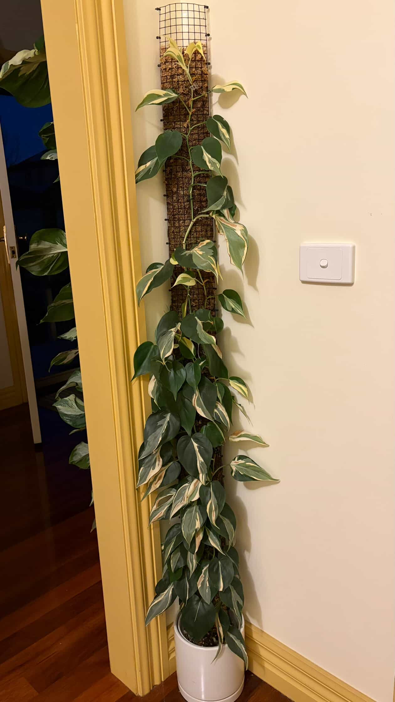 Philodendron Rio Non-TC