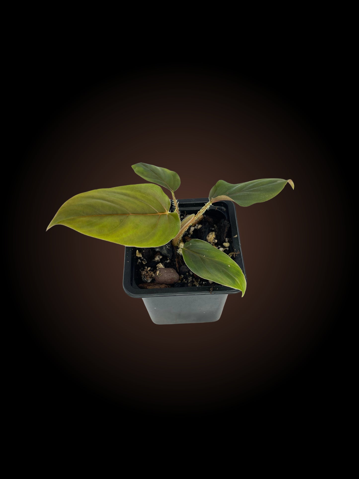 Philodendron Serpens Red