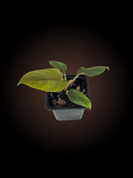 Philodendron Serpens Red