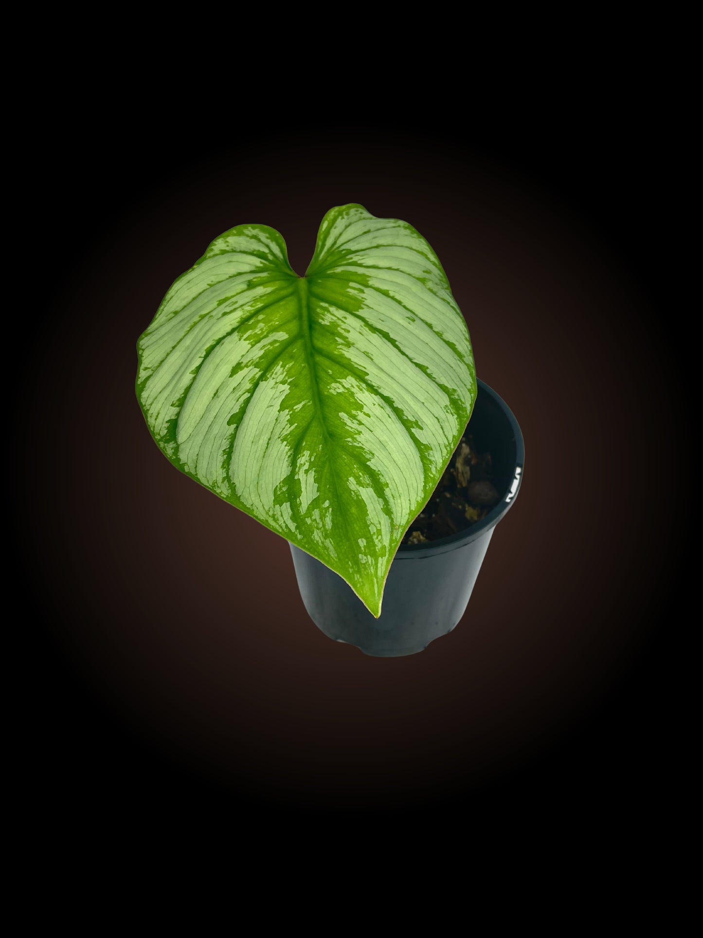 Philodendron Silver Cloud Non-TC