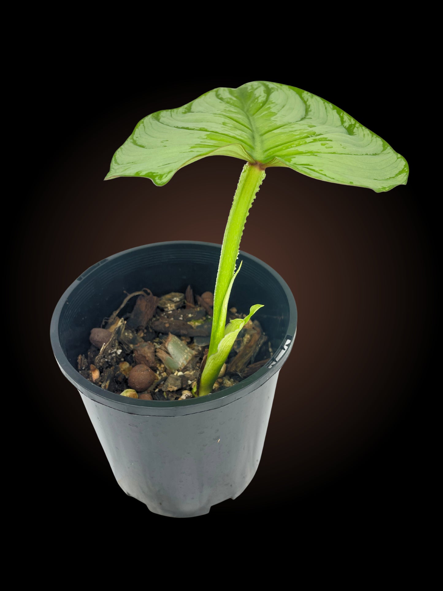 Philodendron Silver Cloud Non-TC