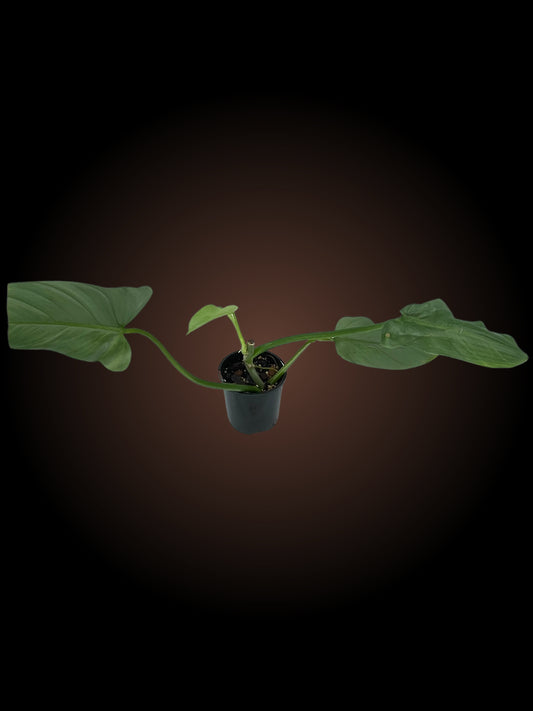 Philodendron Silver Sword