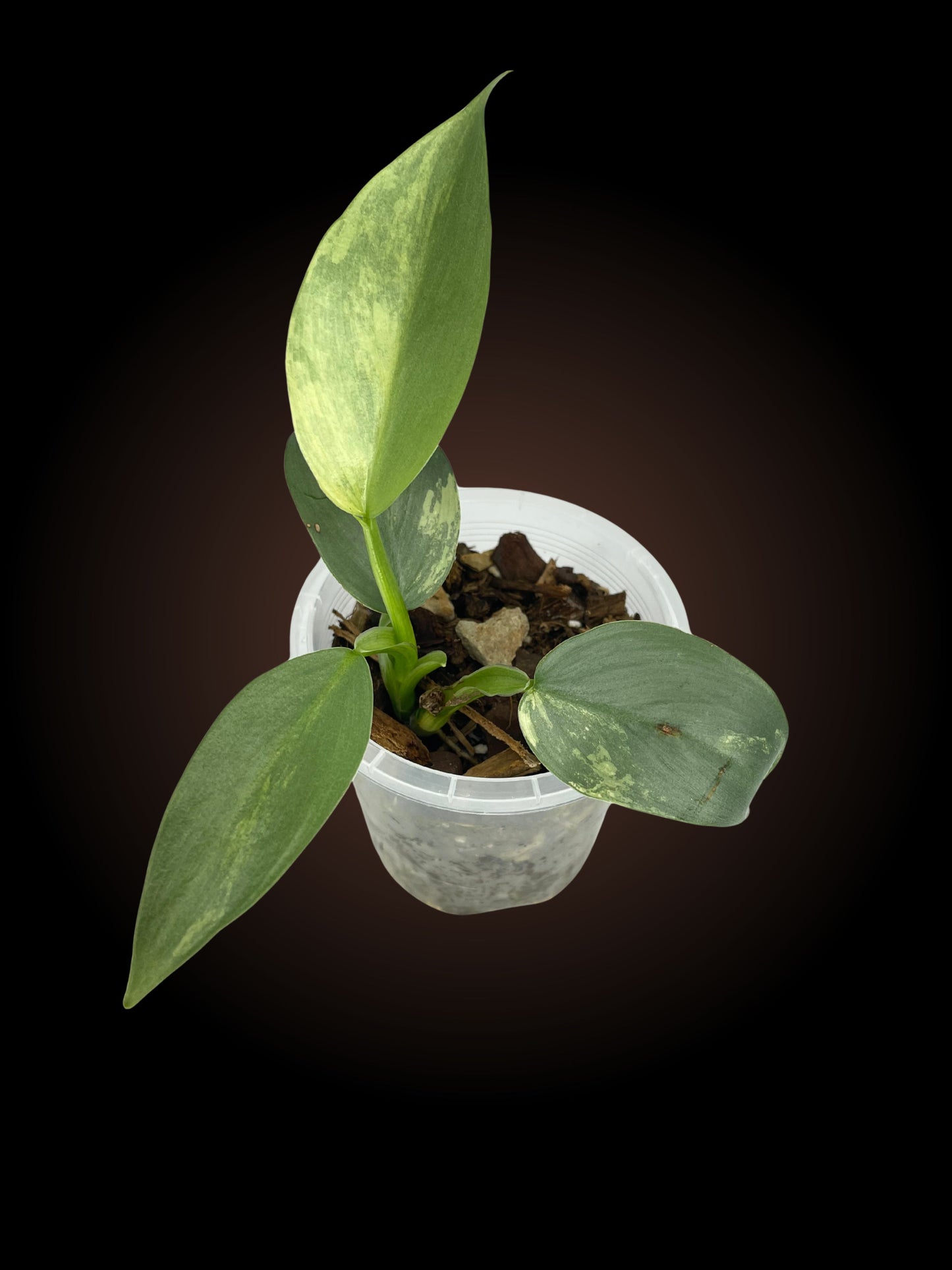 Philodendron Silver Sword Variegated