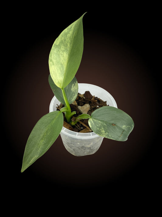 Philodendron Silver Sword Variegated