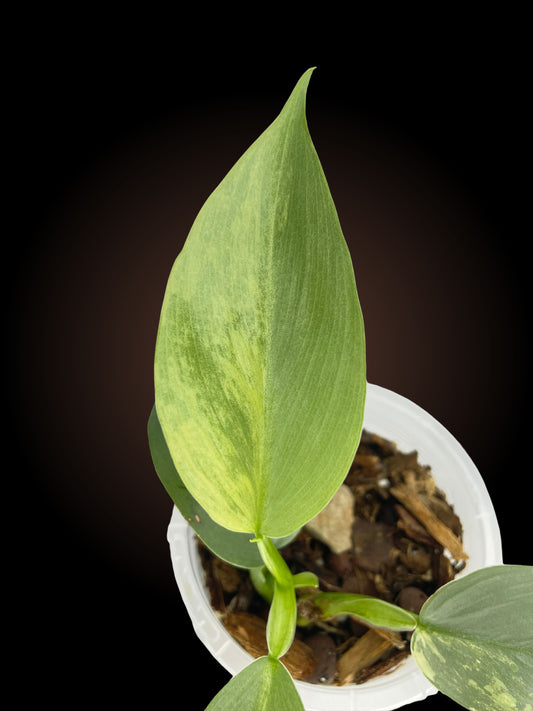 Philodendron Silver Sword Variegated