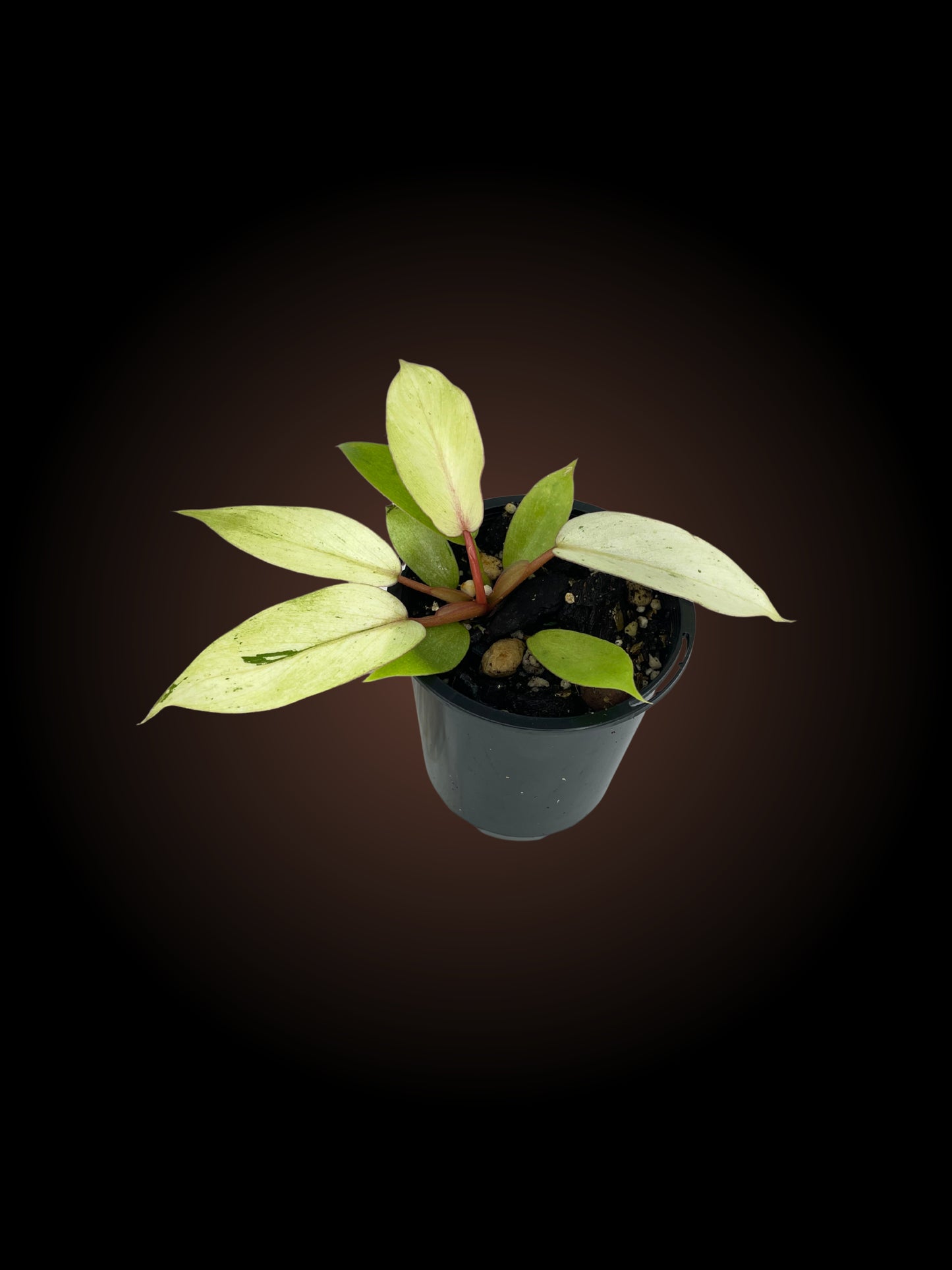 Philodendron Snowdrift