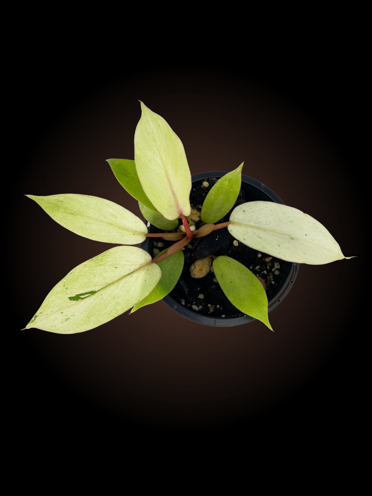 Philodendron Snowdrift