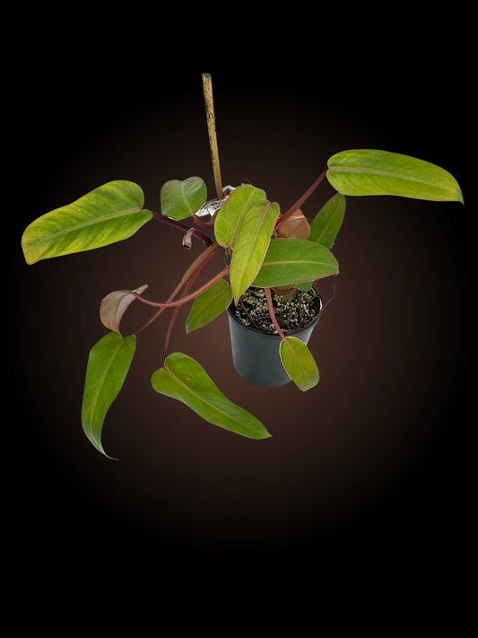 Philodendron sp.