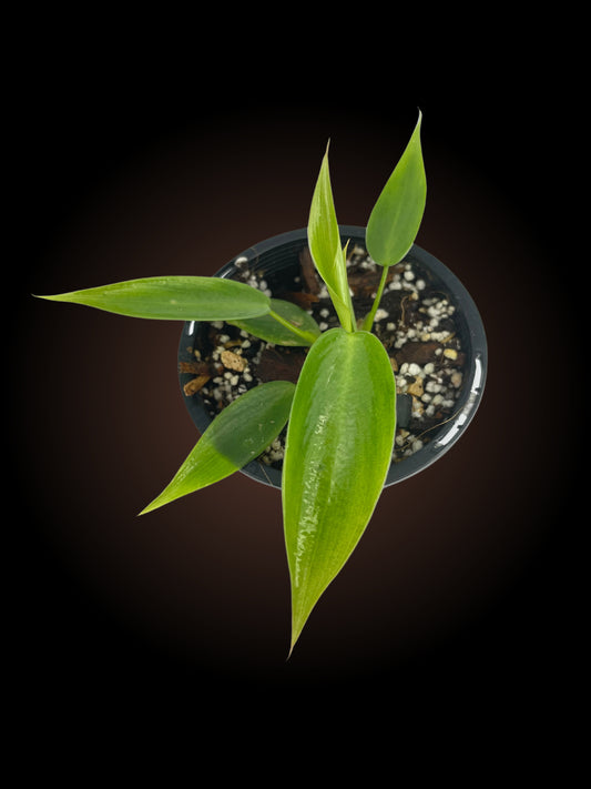 Philodendron Spiritus Sancti