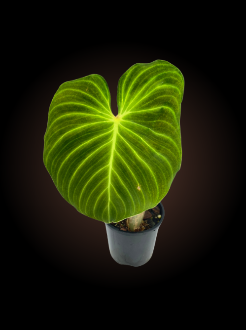 Non-TC Philodendron Splendid