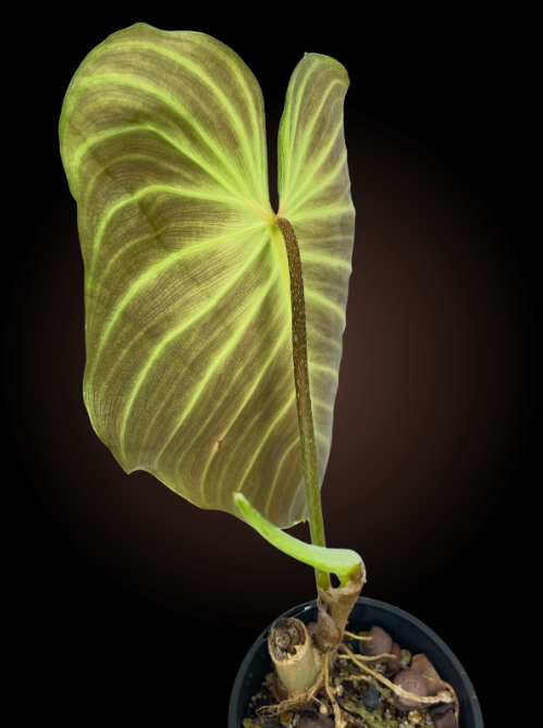 Non-TC Philodendron Splendid