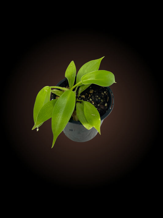 Philodendron Squamiferum X P. Florida Beauty