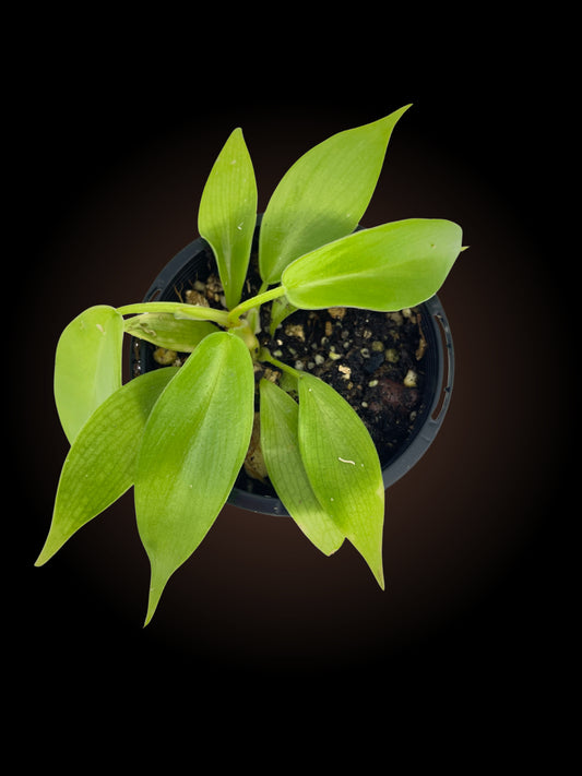 Philodendron Squamiferum X P. Florida Beauty
