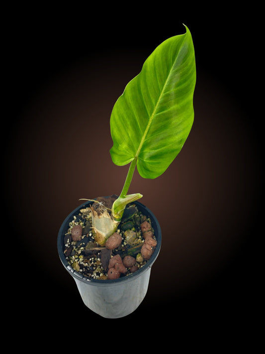 Non-TC Philodendron Subhastatum