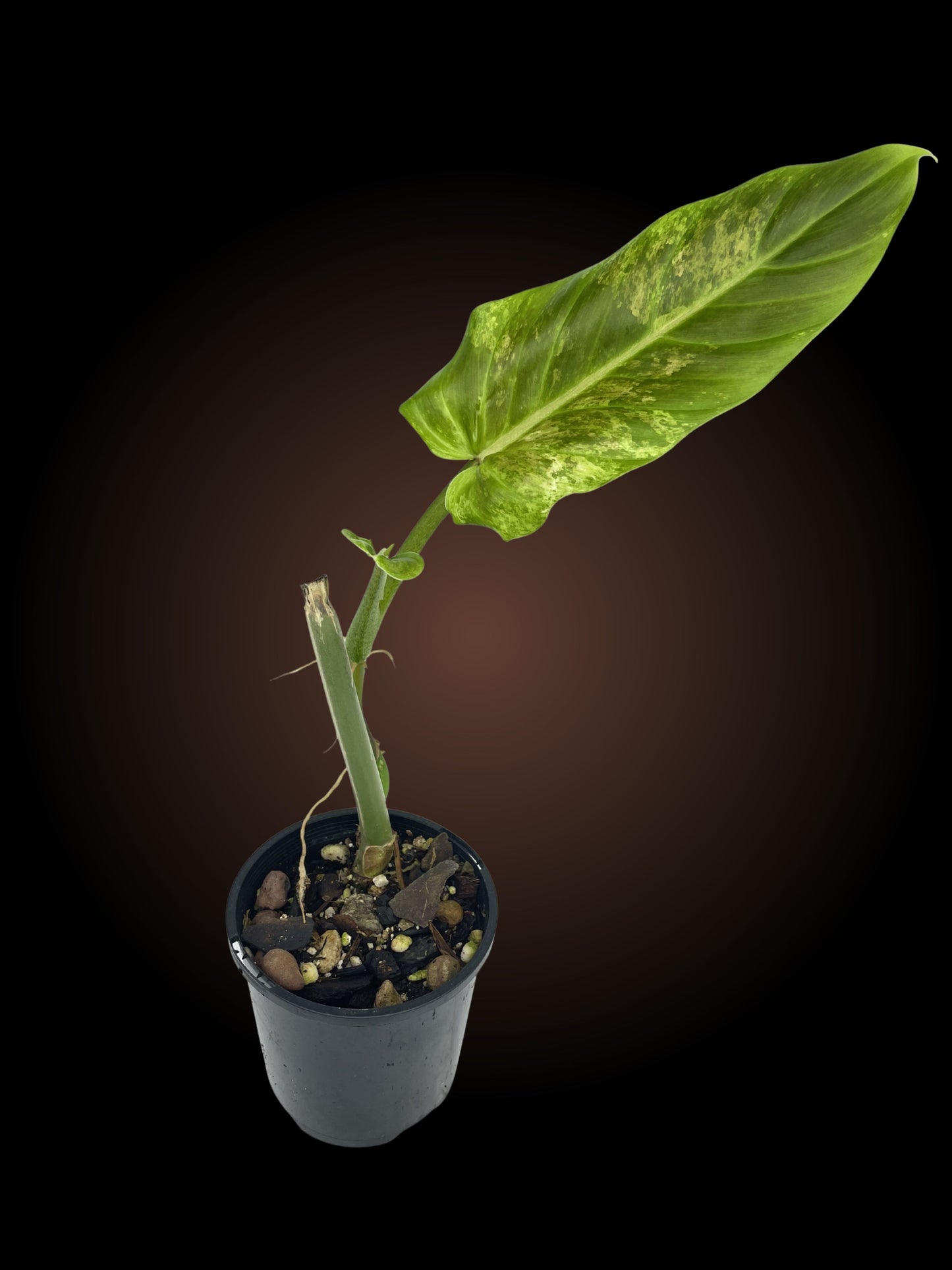 Philodendron Subhastatum Variegated
