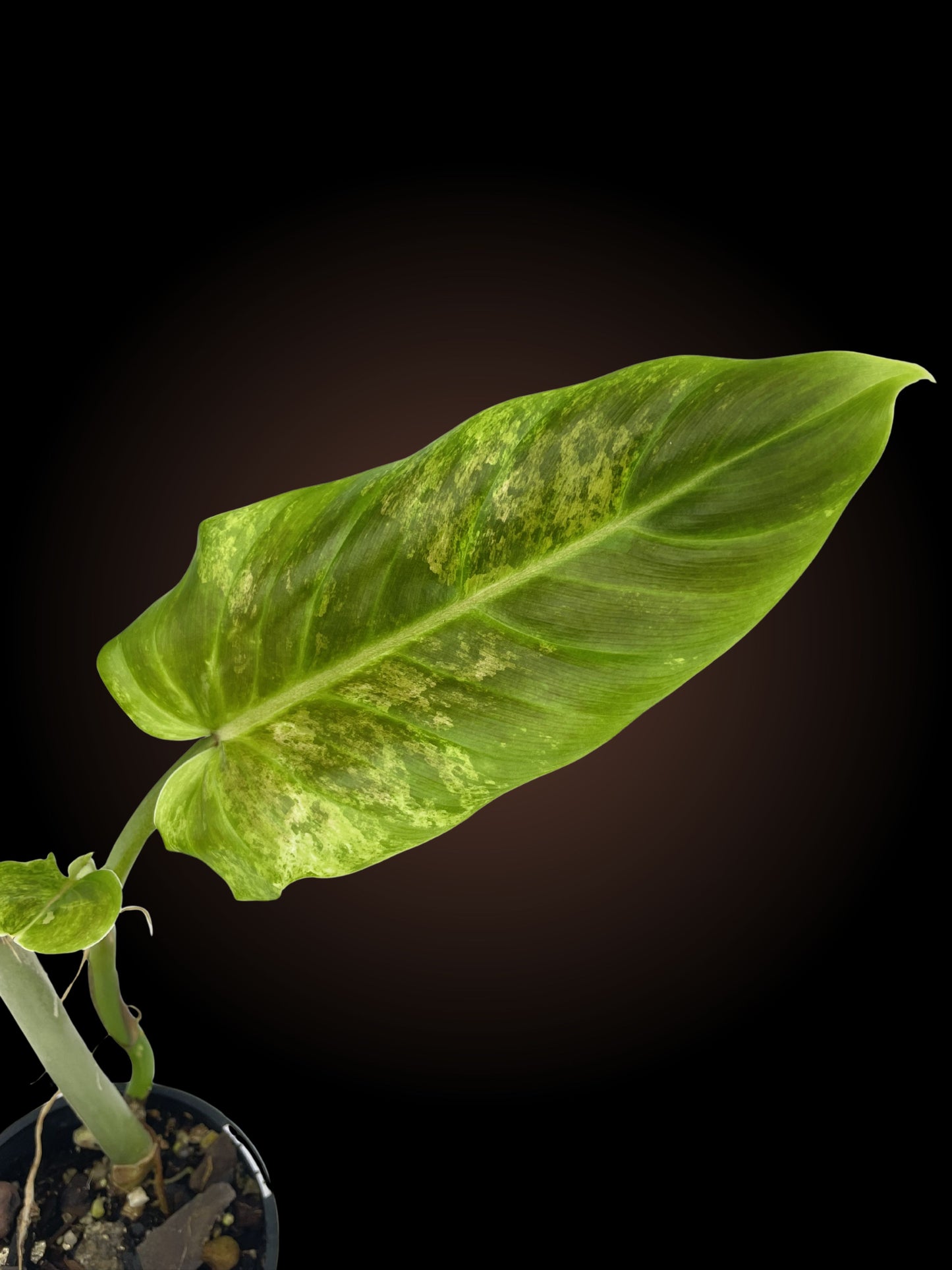 Philodendron Subhastatum Variegated